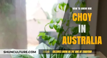 Growing Bok Choy in Australia: A Step-by-Step Guide