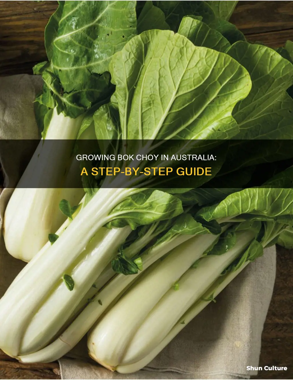 how to grow bok choy in australia