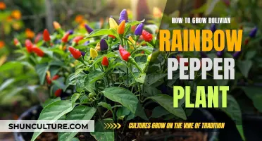 Grow a Bolivian Rainbow Pepper Plant: A Step-by-Step Guide