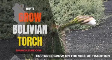 The Bolivian Torch: A Guide to Growing This Rare Cactus