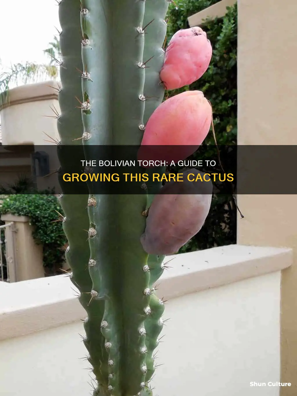 how to grow bolivian torch