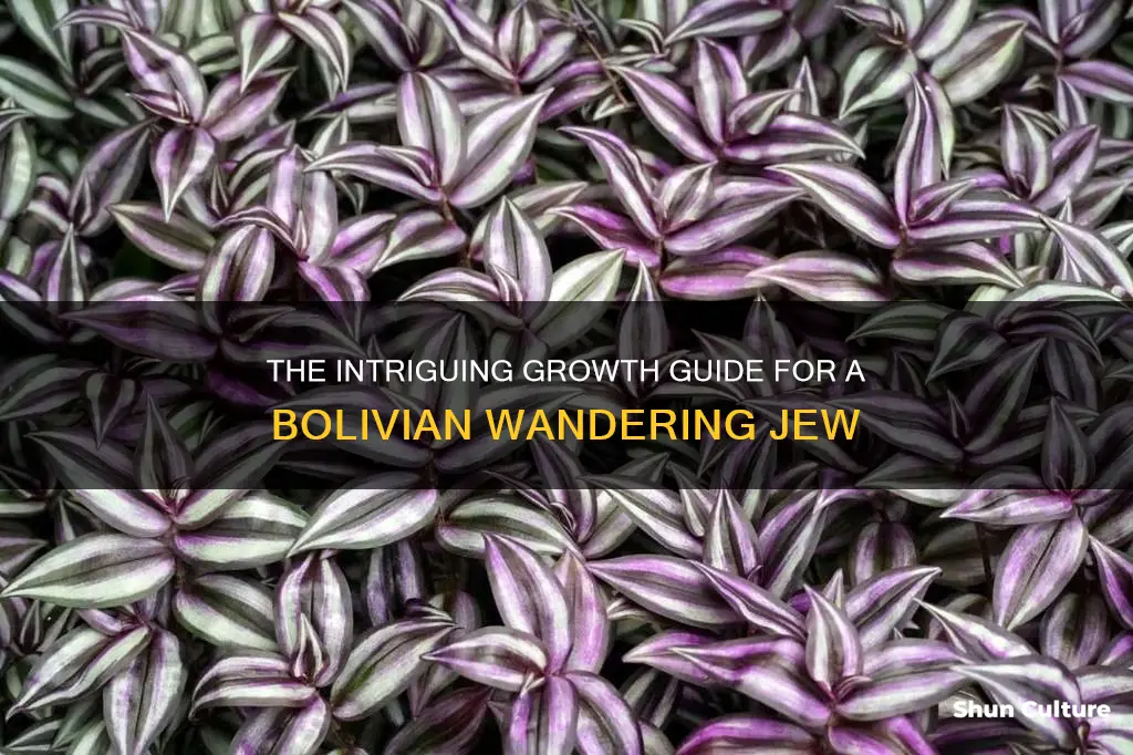 how to grow bolivian wandering jew