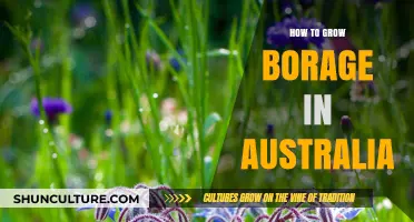Growing Borage in Australia: A Comprehensive Guide
