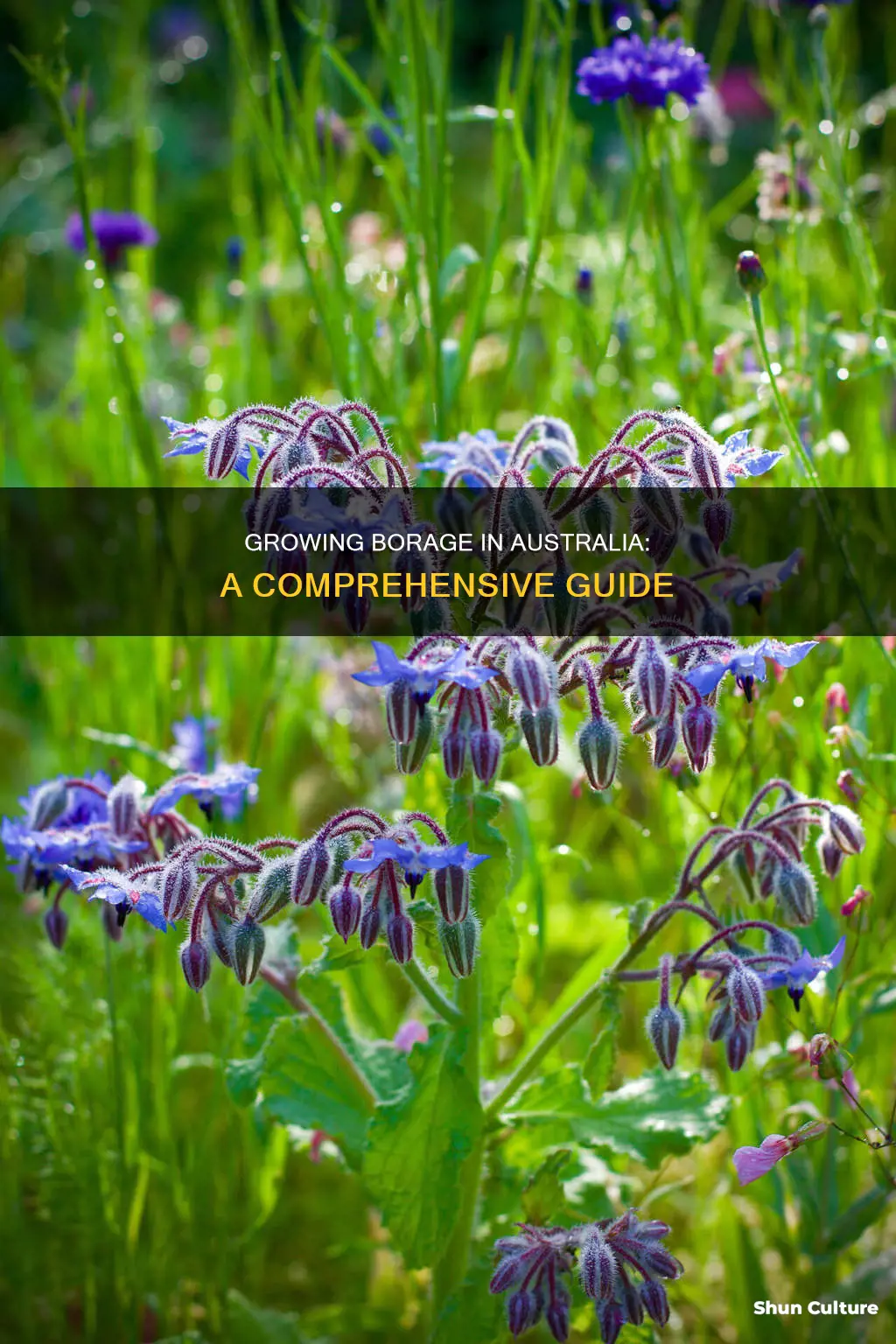 how to grow borage in australia
