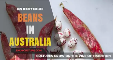 Growing Borlotti Beans in Australia: A Step-by-Step Guide