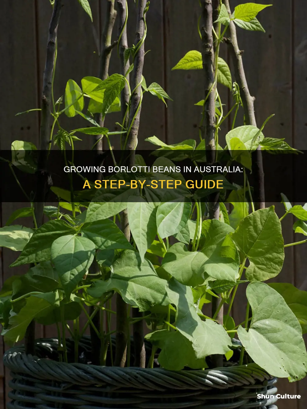 how to grow borlotti beans in australia