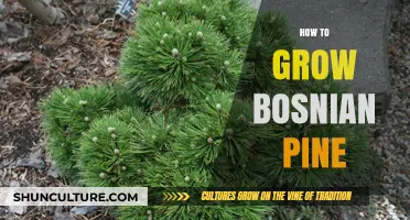 Growing Bosnian Pine: Essential Tips for Healthy and Robust Trees