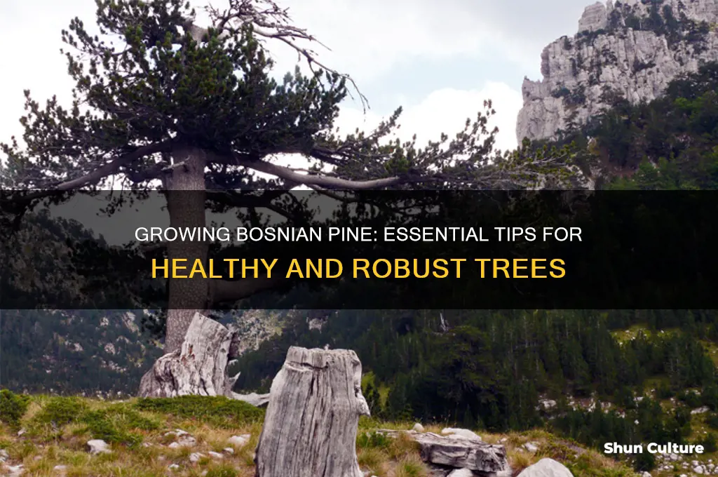 how to grow bosnian pine