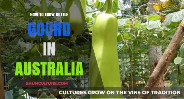 Growing Bottle Gourd in Australia: A Step-by-Step Guide