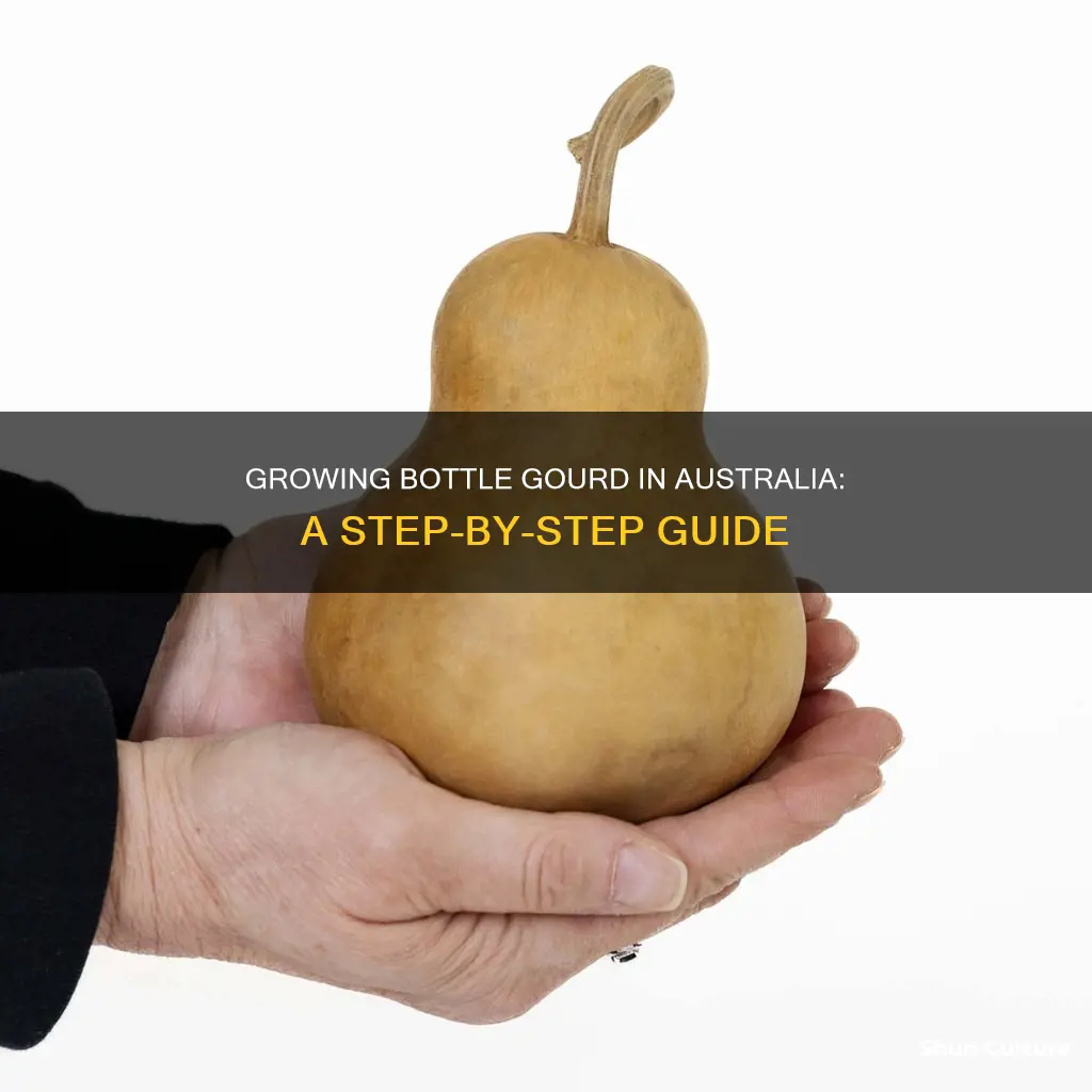 how to grow bottle gourd in australia
