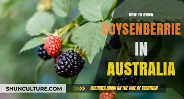 Growing Boysenberries in Australia: A Step-by-Step Guide