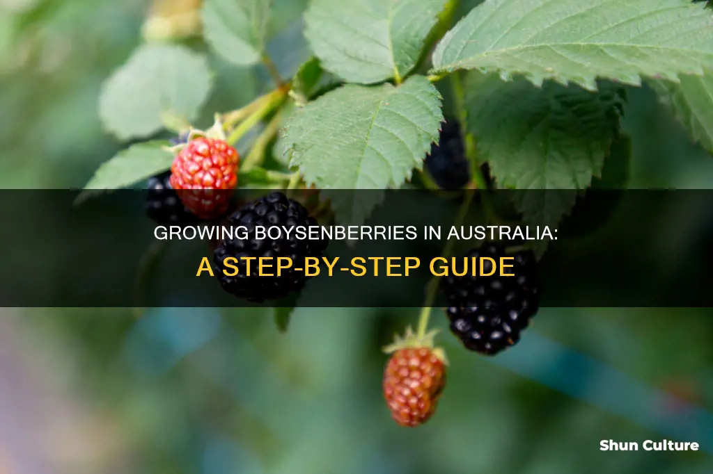 how to grow boysenberries in australia