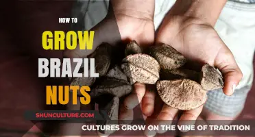 Cultivating Brazil Nuts: A Comprehensive Guide to Growing This Tropical Treasure