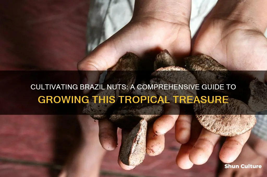 how to grow brazil nuts