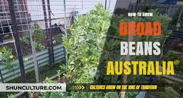 Broad Bean Gardening in Australia: A Step-by-Step Guide