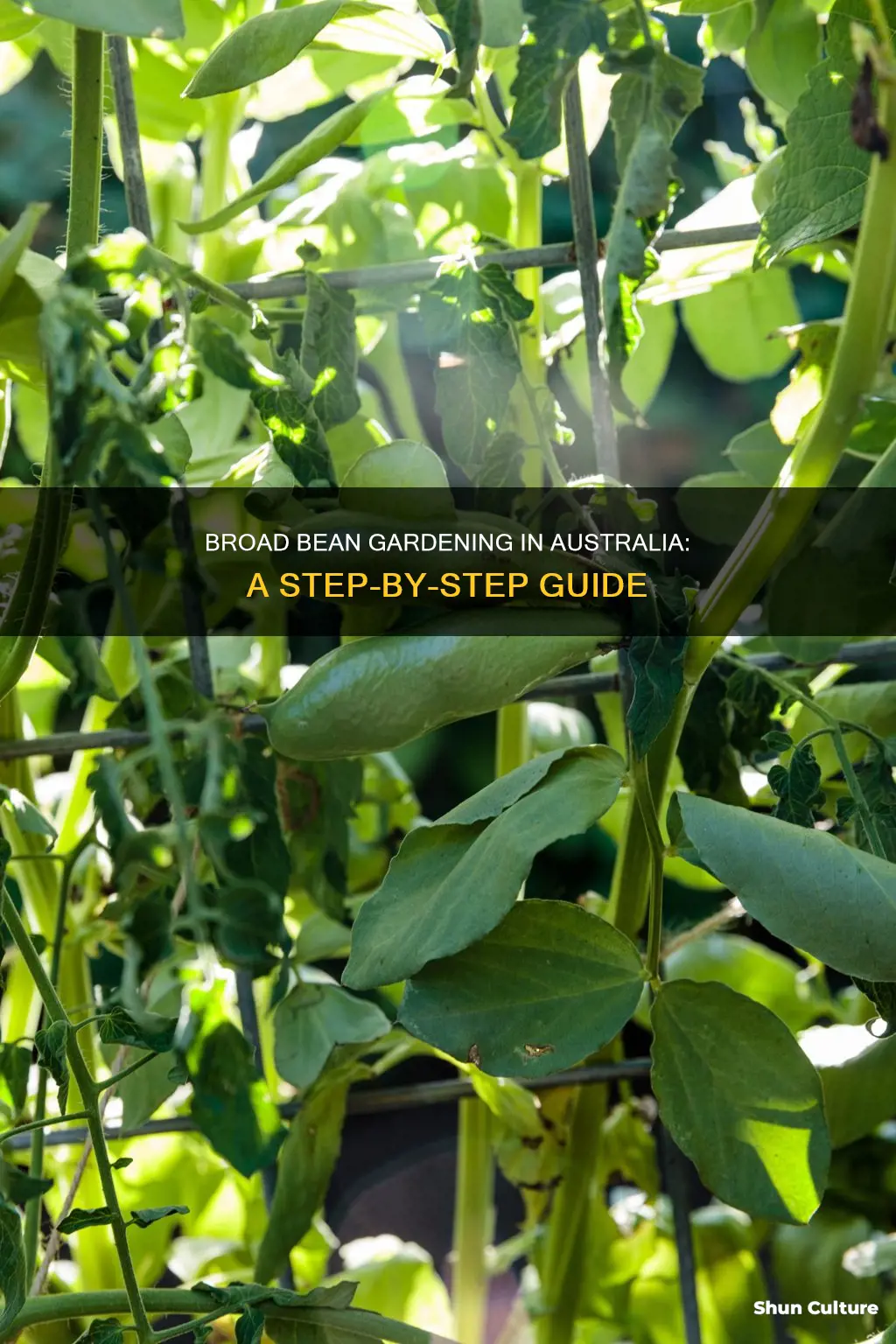 how to grow broad beans australia