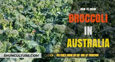 Growing Broccoli in Australia: A Step-by-Step Guide