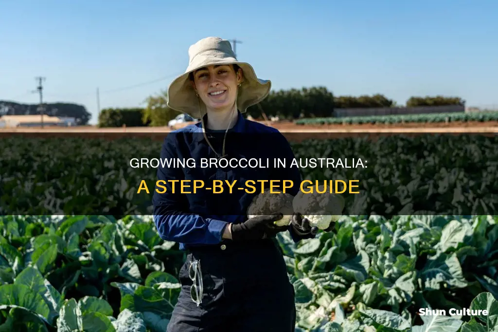 how to grow broccoli in australia