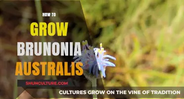 Growing Brunonia Australis: Tips for Cultivation Success