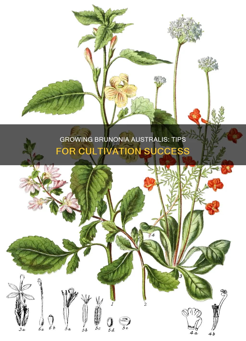 how to grow brunonia australis