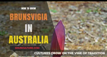 Growing Brunsvigia in Australia: A Comprehensive Guide