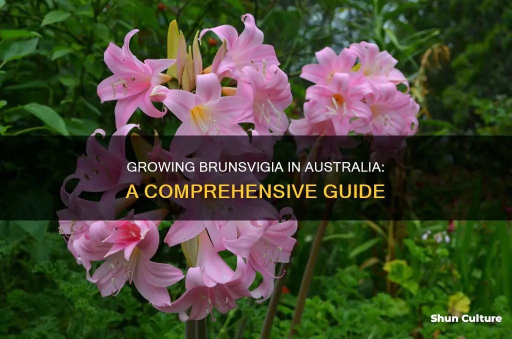 how to grow brunsvigia in australia