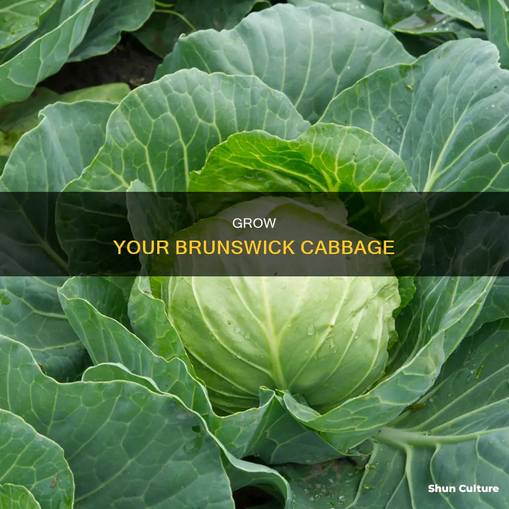 how to grow brunswick cabbage