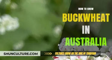 Growing Buckwheat in Australia: A Comprehensive Guide