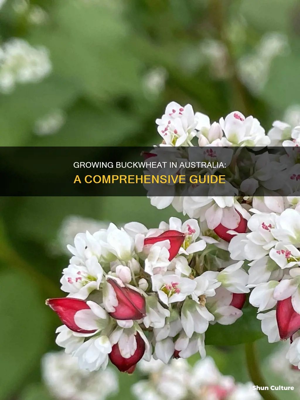 how to grow buckwheat in australia