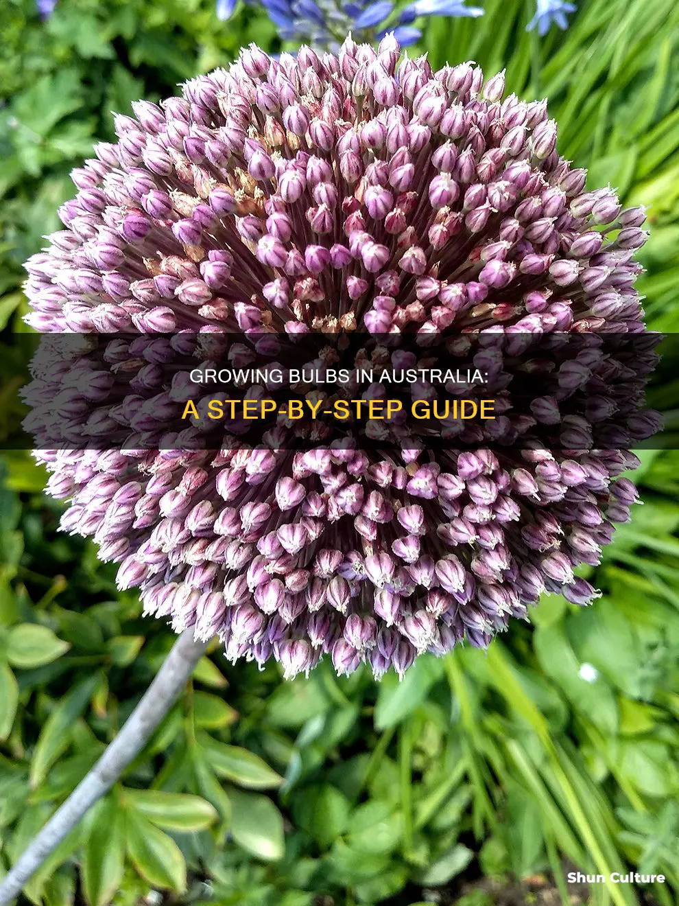 how to grow bulbs in australia
