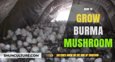 Cultivating Burma Mushrooms: A Comprehensive Guide to Optimal Growth