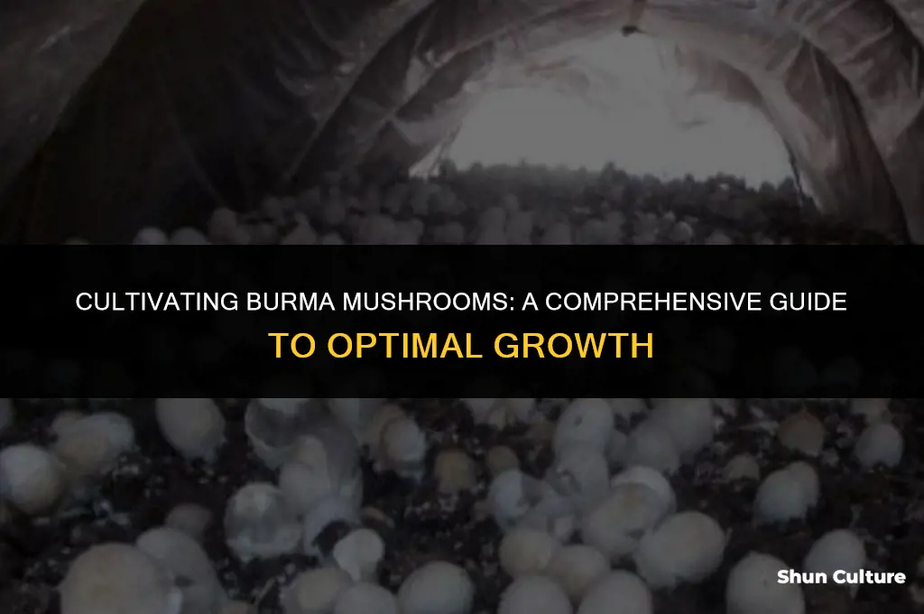 how to grow burma mushrooms