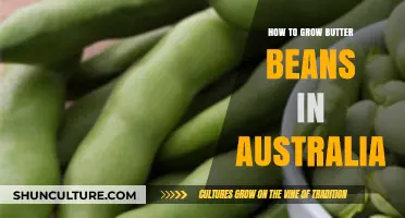 Growing Butter Beans: An Australian Guide