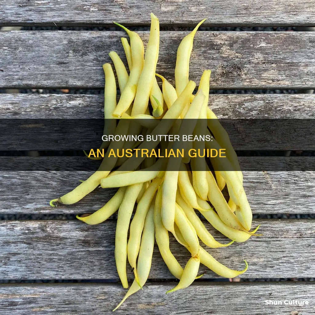 how to grow butter beans in australia