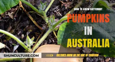Growing Butternut Pumpkins: An Australian Guide