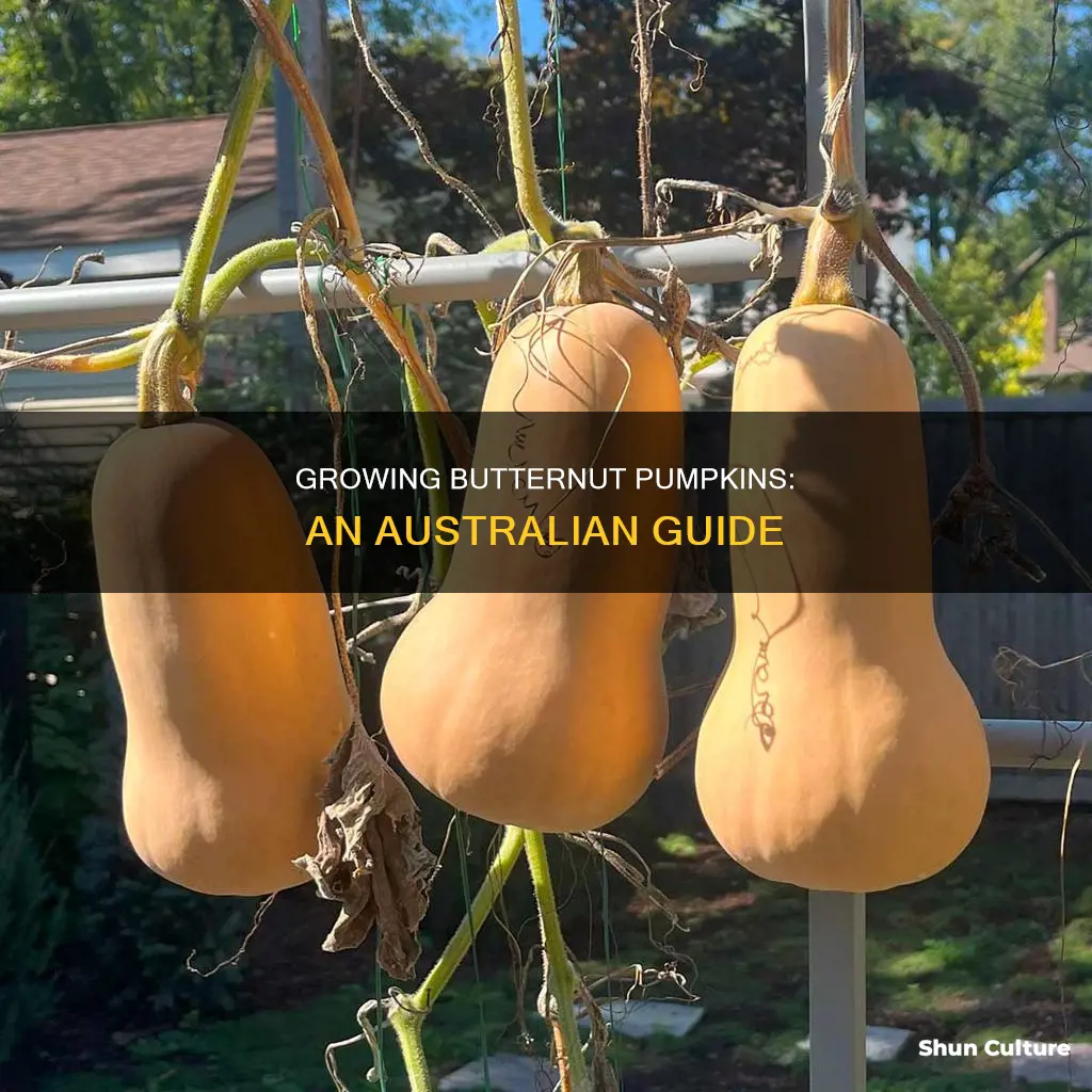 how to grow butternut pumpkins in australia