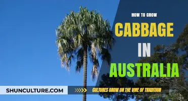 Grow Cabbage in Australia: A Step-by-Step Guide