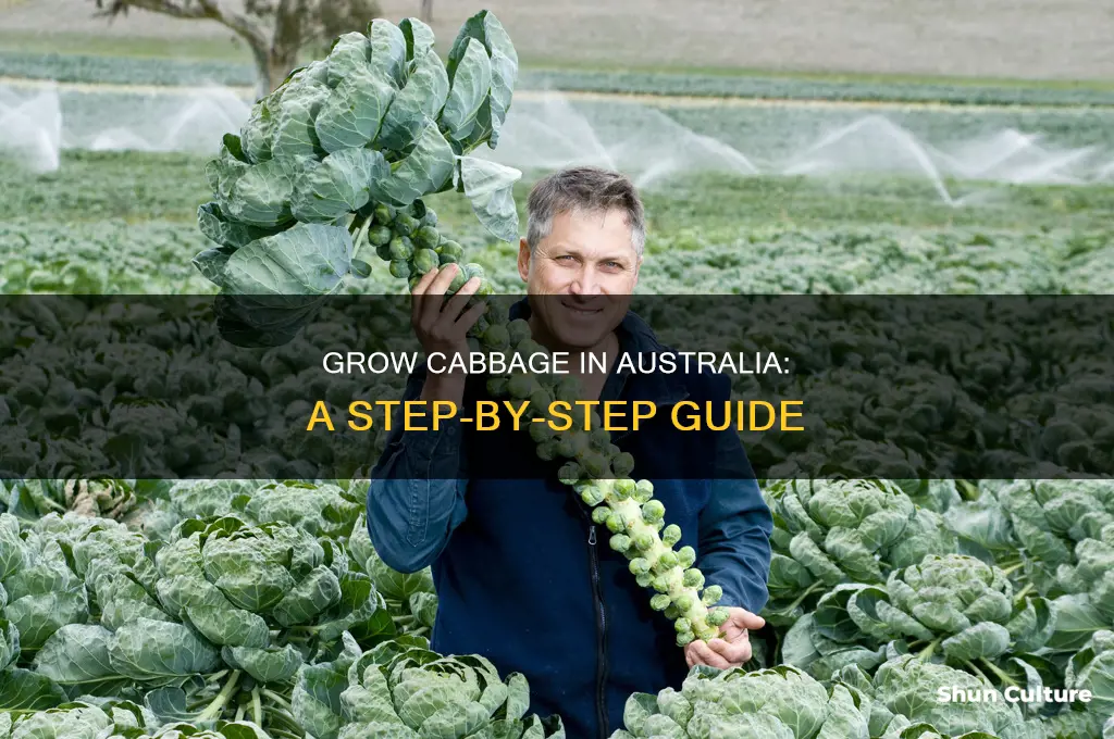 how to grow cabbage in australia