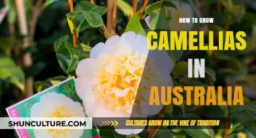 Growing Camellias in Australia: A Comprehensive Guide