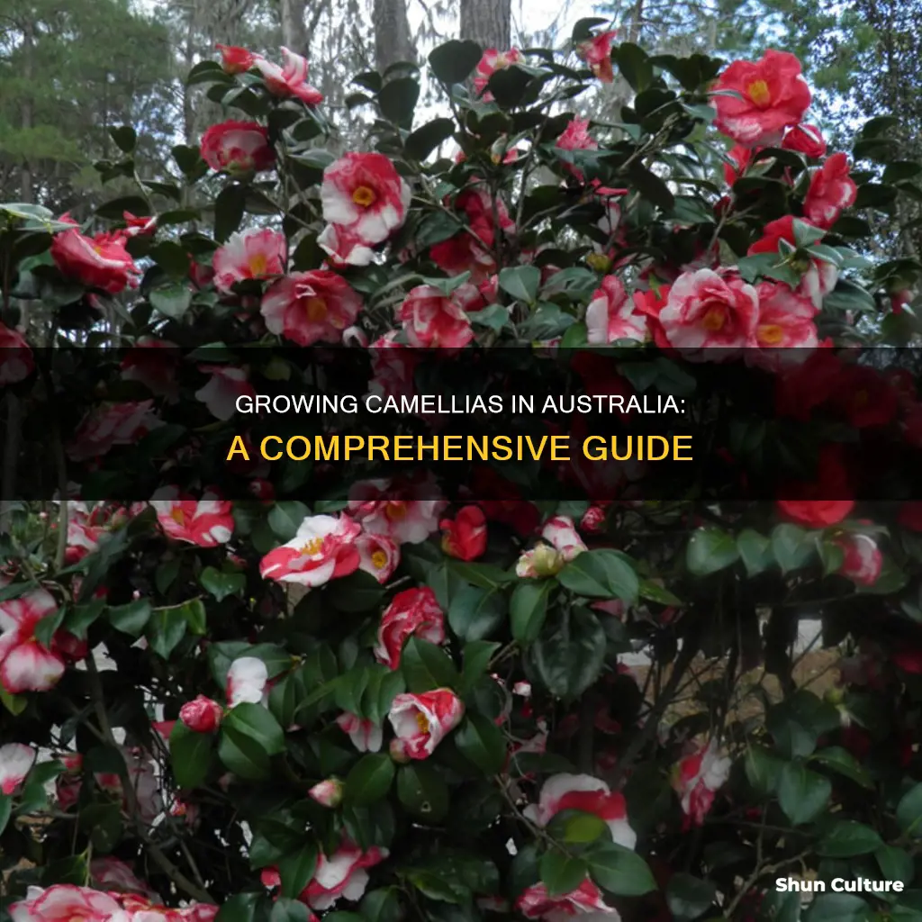 how to grow camellias in australia