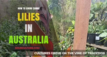 Growing Canna Lilies in Australia: A Step-by-Step Guide