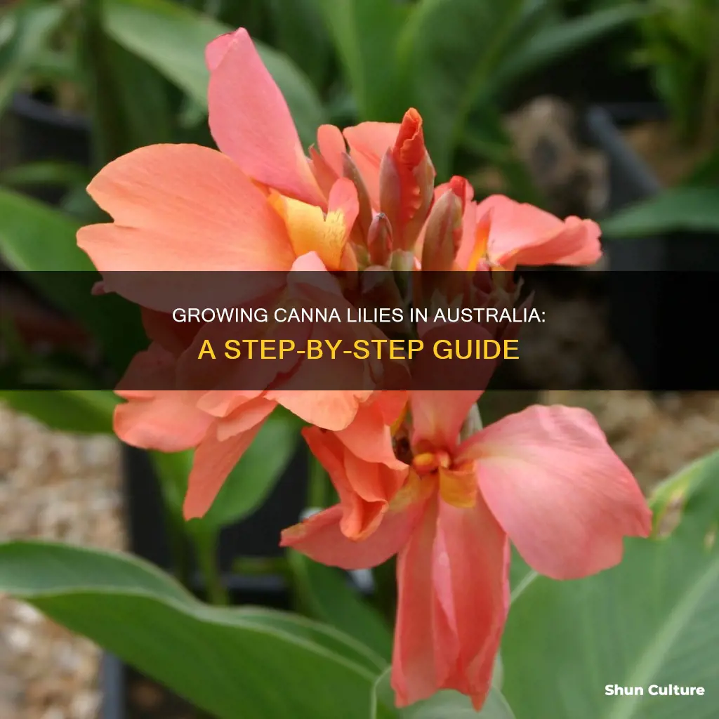 how to grow canna lilies in australia