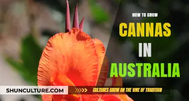 Growing Cannas in Australia: A Comprehensive Guide