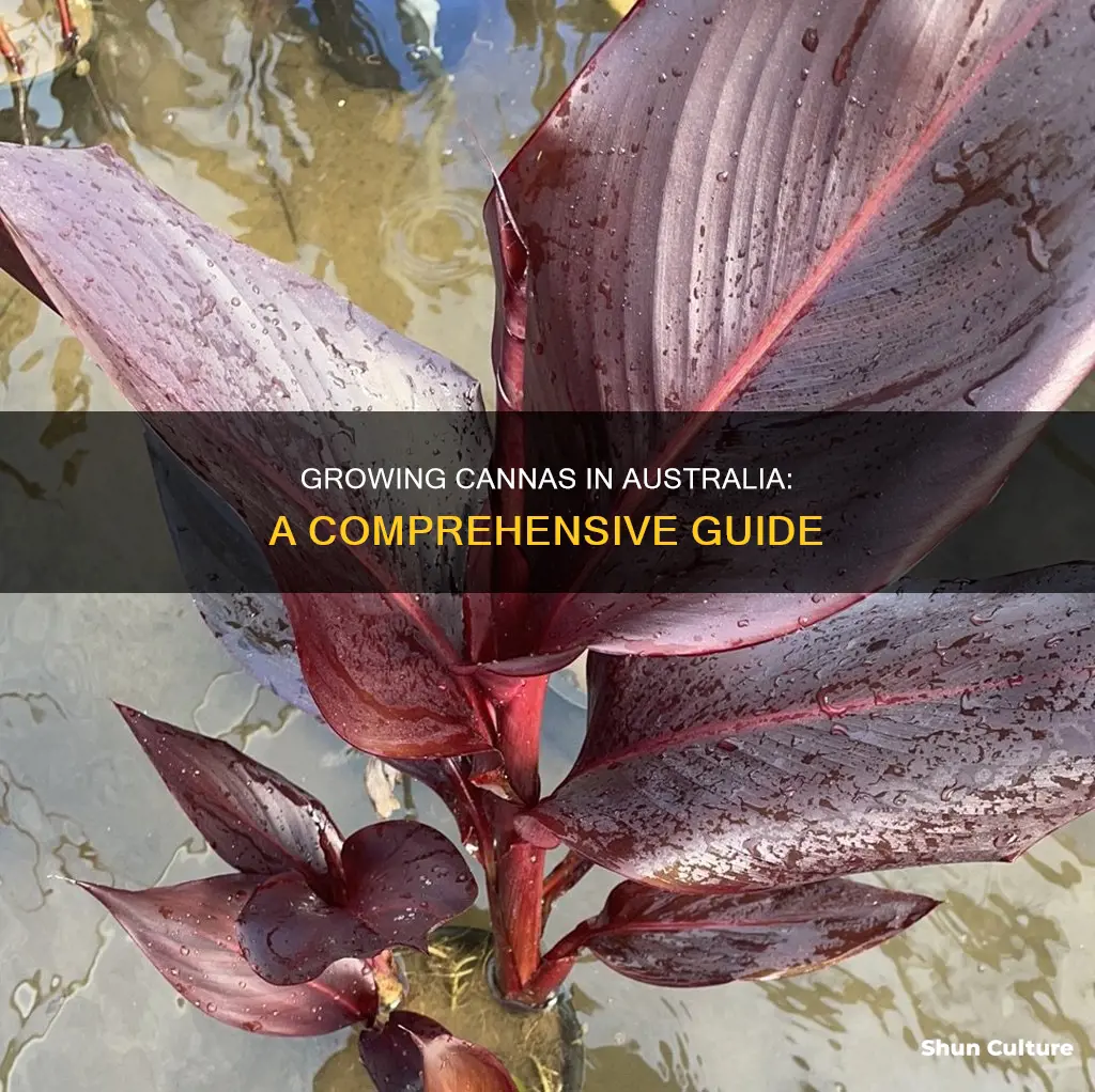 how to grow cannas in australia