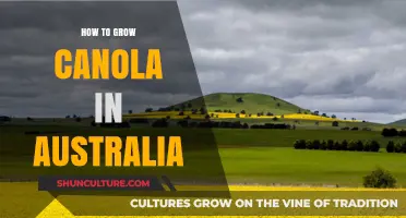 Growing Canola in Australia: A Comprehensive Guide