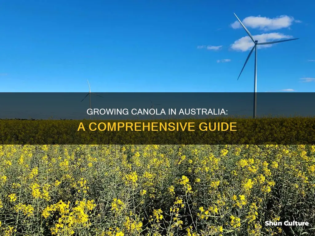 how to grow canola in australia