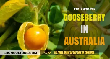 Growing Cape Gooseberries in Australia: A Step-by-Step Guide