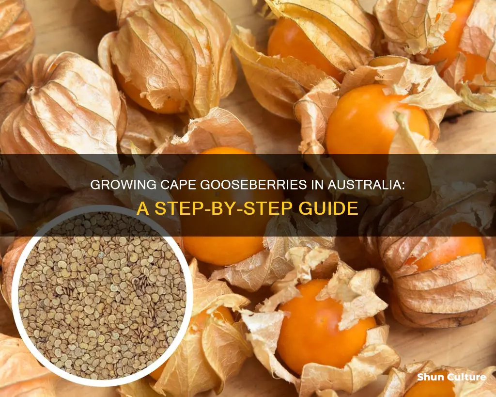 how to grow cape gooseberry in australia