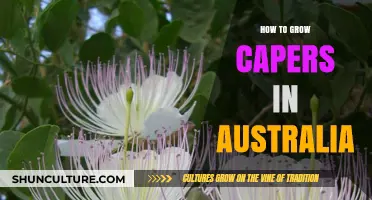 Growing Capers in Australia: A Step-by-Step Guide