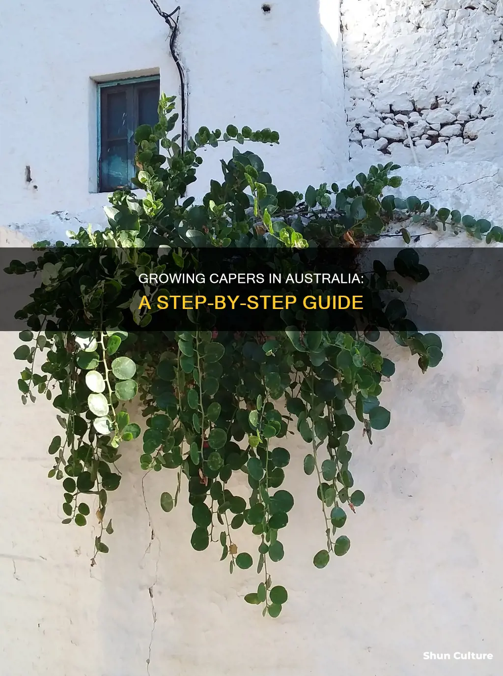 how to grow capers in australia
